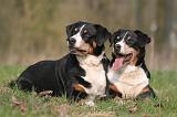 BOUVIER D'APPENZELL 054